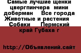 Самые лучшие щенки цвергпинчера (мини доберман) - Все города Животные и растения » Собаки   . Пермский край,Губаха г.